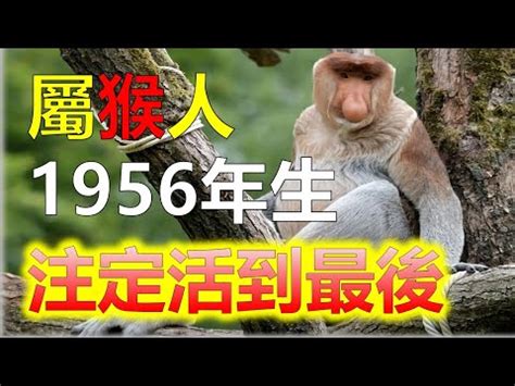 猴女配對|屬猴生肖配對姻緣